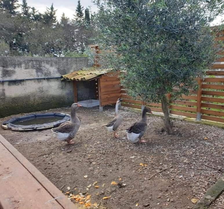 Casa Vacanze Barbera Con Piscina Apartment Syracuse Exterior photo